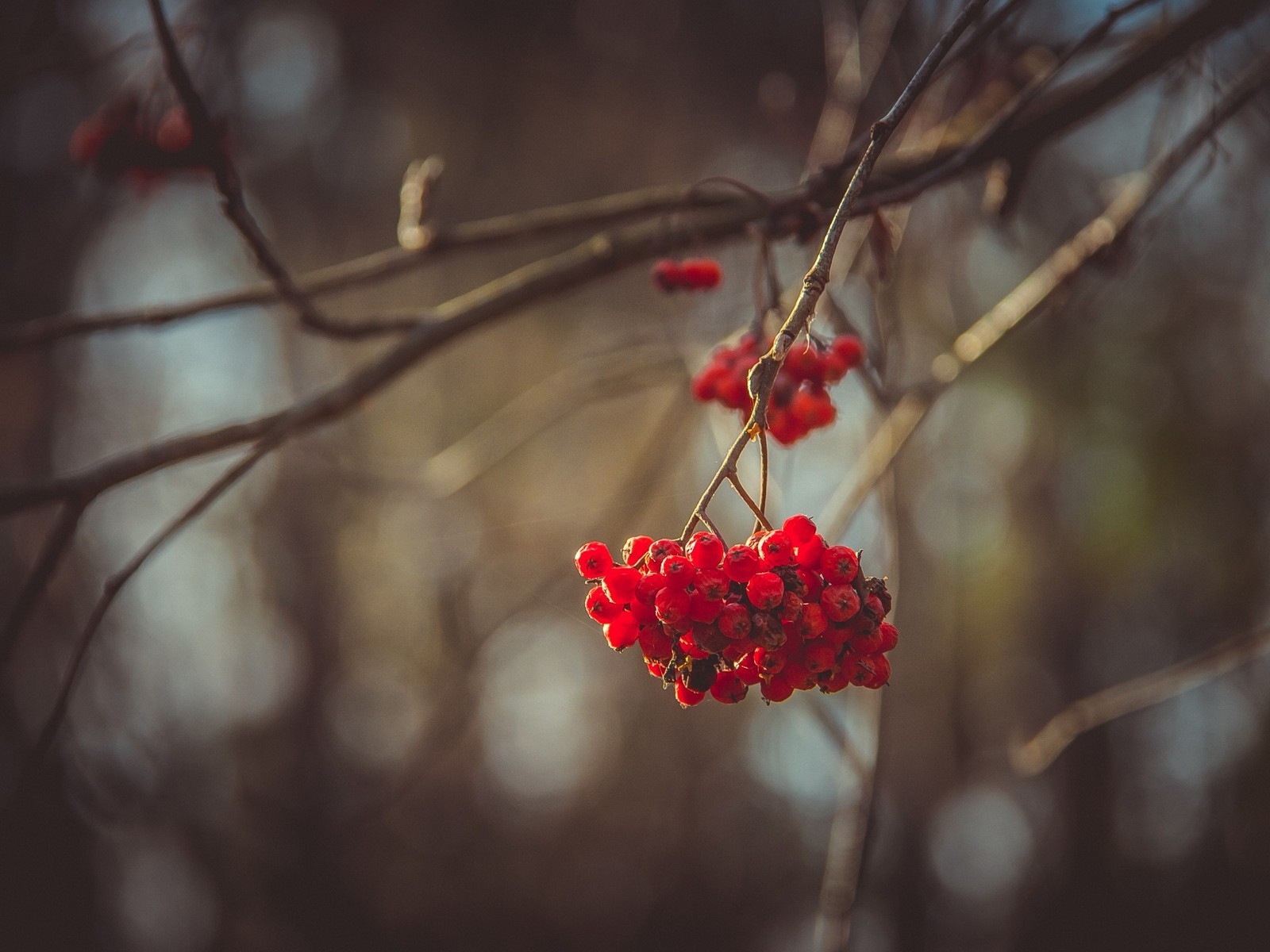 Mountain Ash Berries for 1600 x 1200 resolution