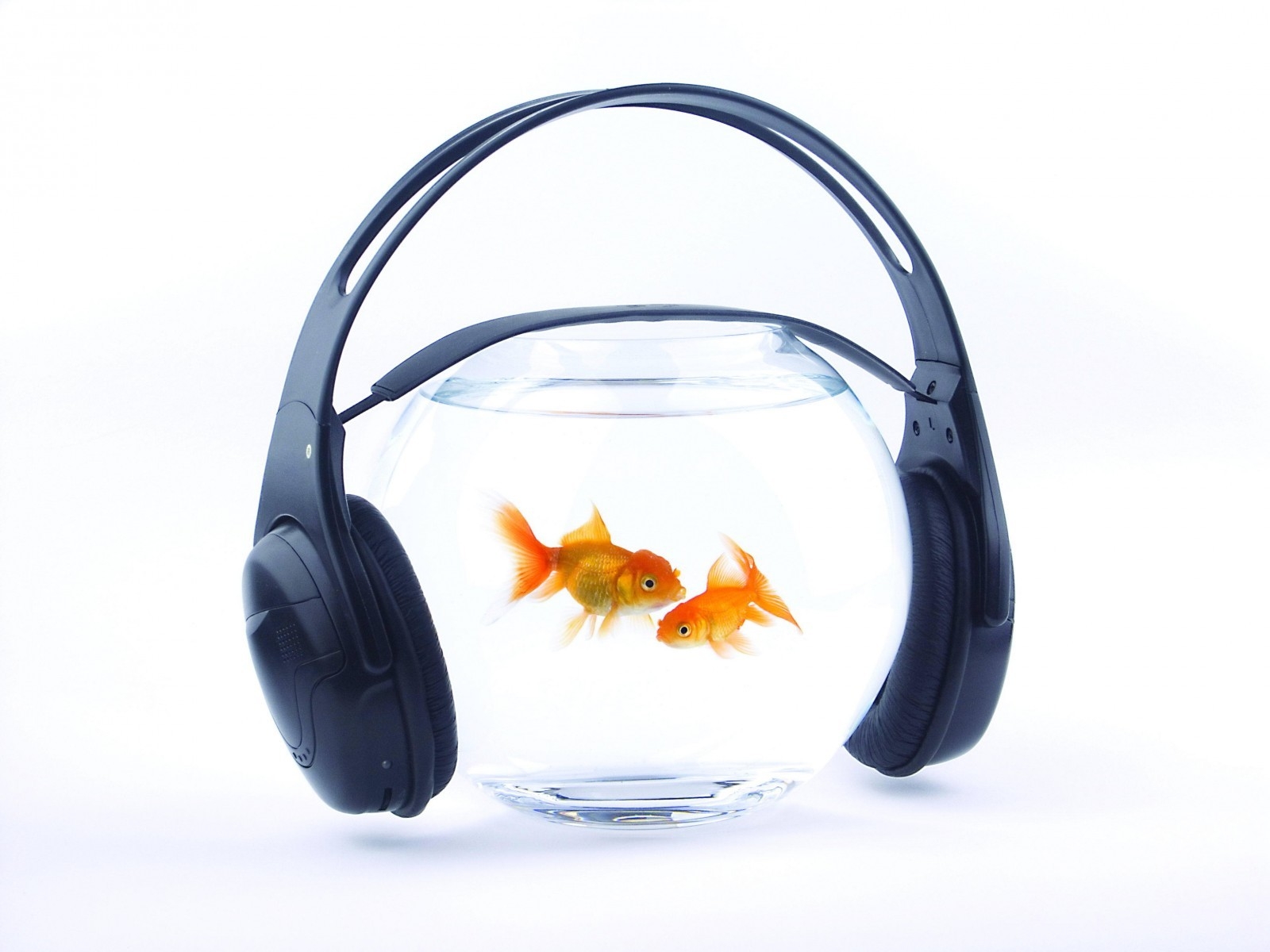 Music for Fishes for 1600 x 1200 resolution