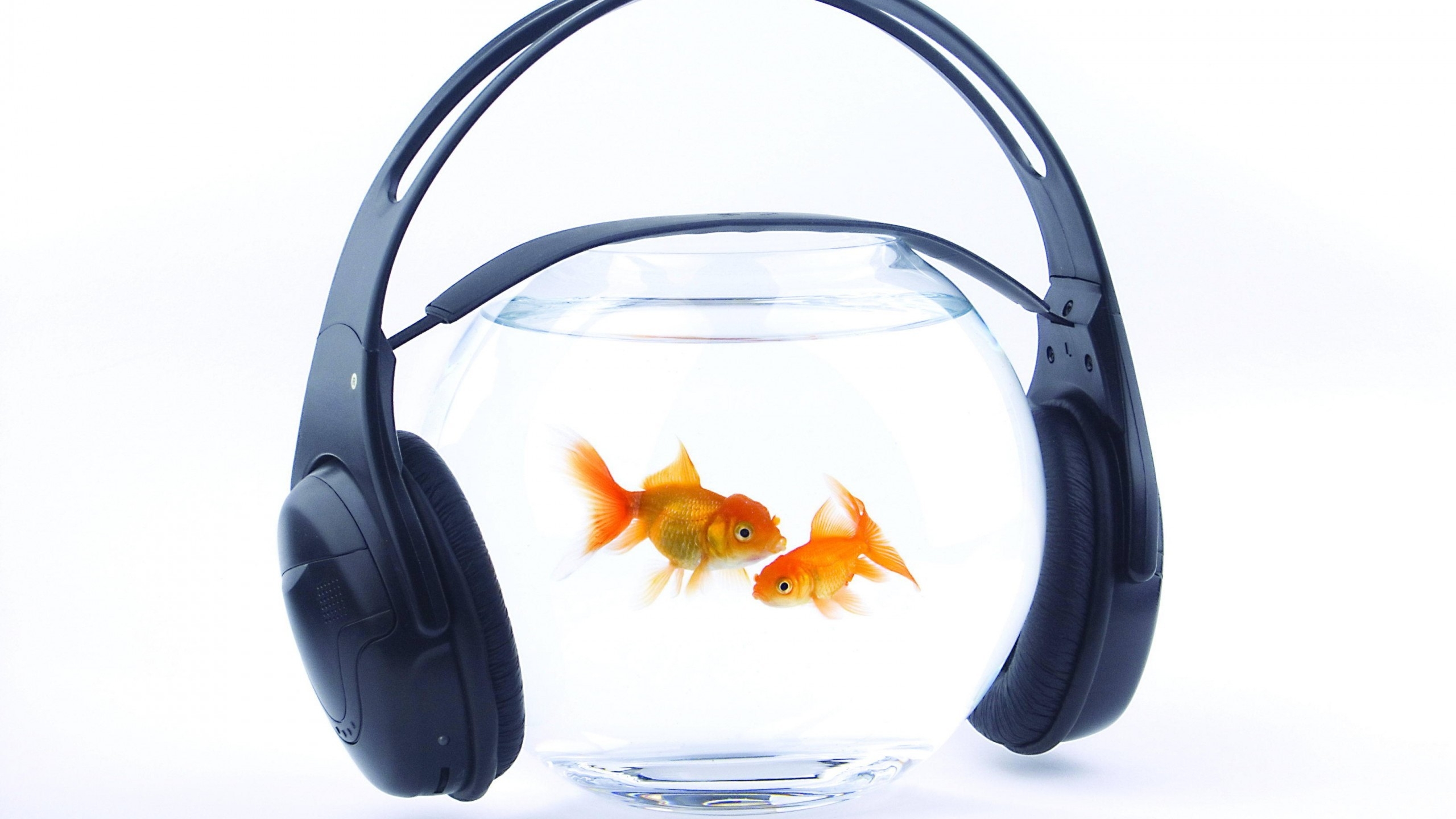 Music for Fishes for 2560x1440 HDTV resolution