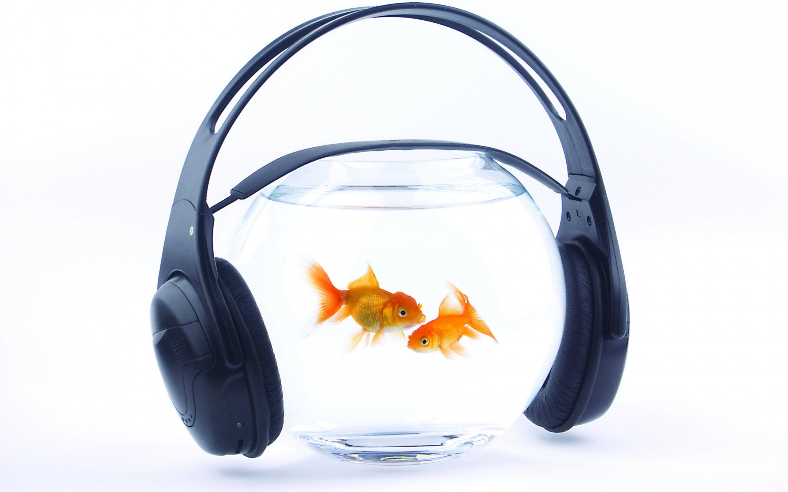 Music for Fishes for 2560 x 1600 widescreen resolution