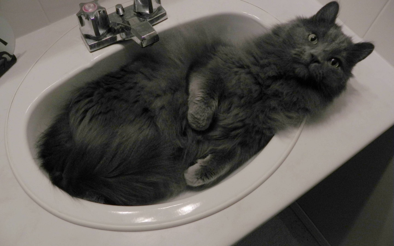 Nebelung Cat in Sink for 1280 x 800 widescreen resolution