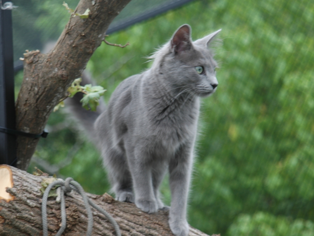 Nebelung Cat on Stump for 1024 x 768 resolution