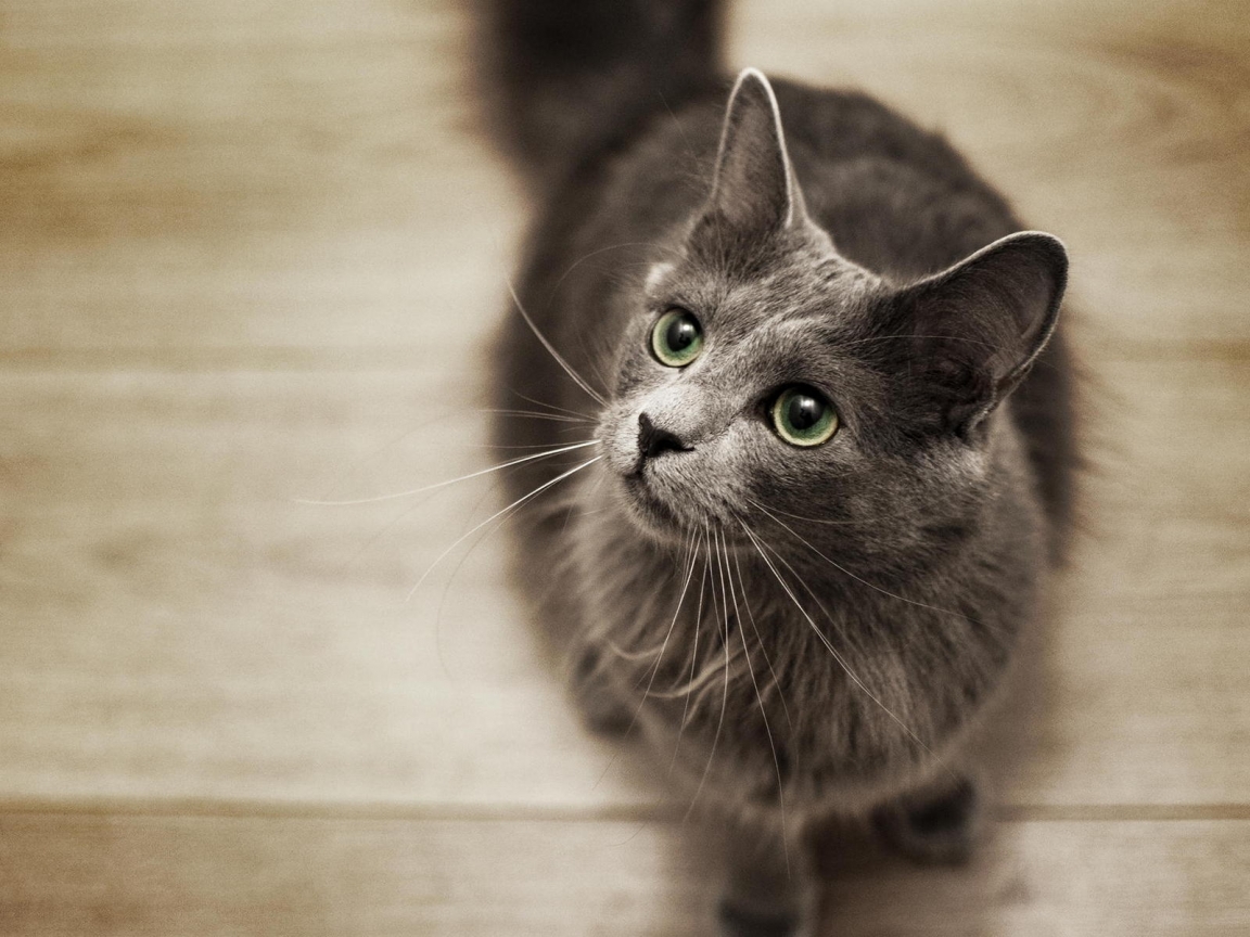 Nebelung Cat on the Floor for 1152 x 864 resolution