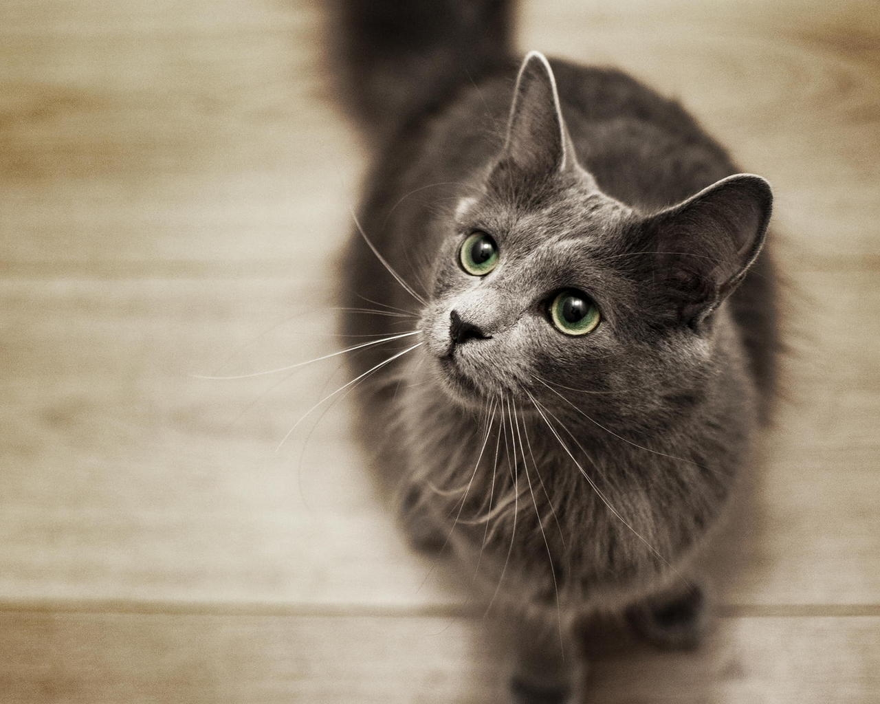 Nebelung Cat on the Floor for 1280 x 1024 resolution
