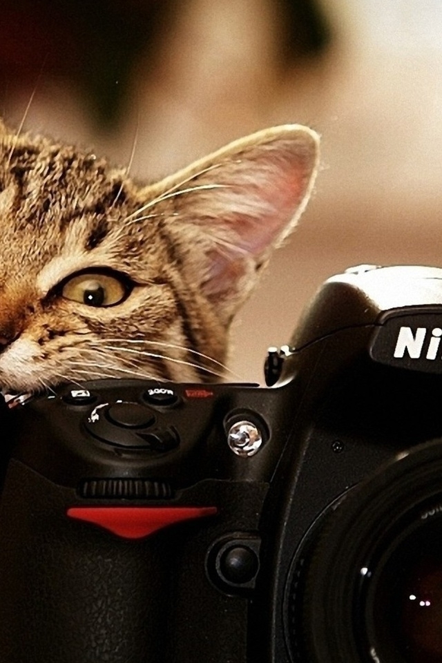 Nikon Cat for 640 x 960 iPhone 4 resolution