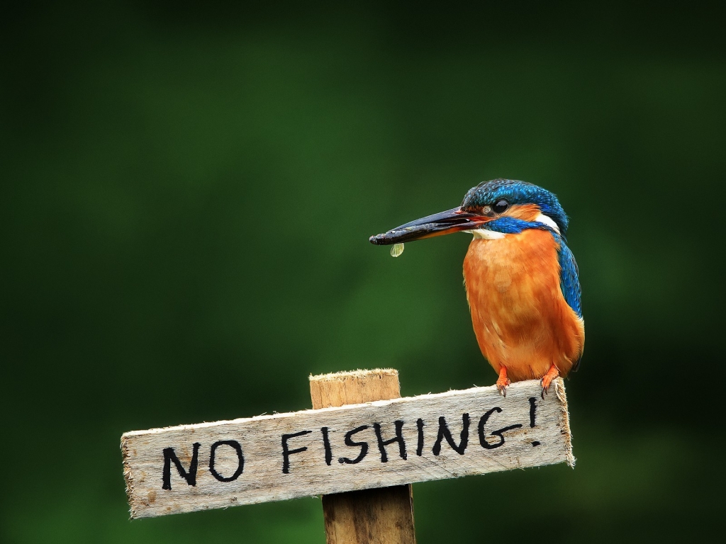 No Fishing for 1024 x 768 resolution