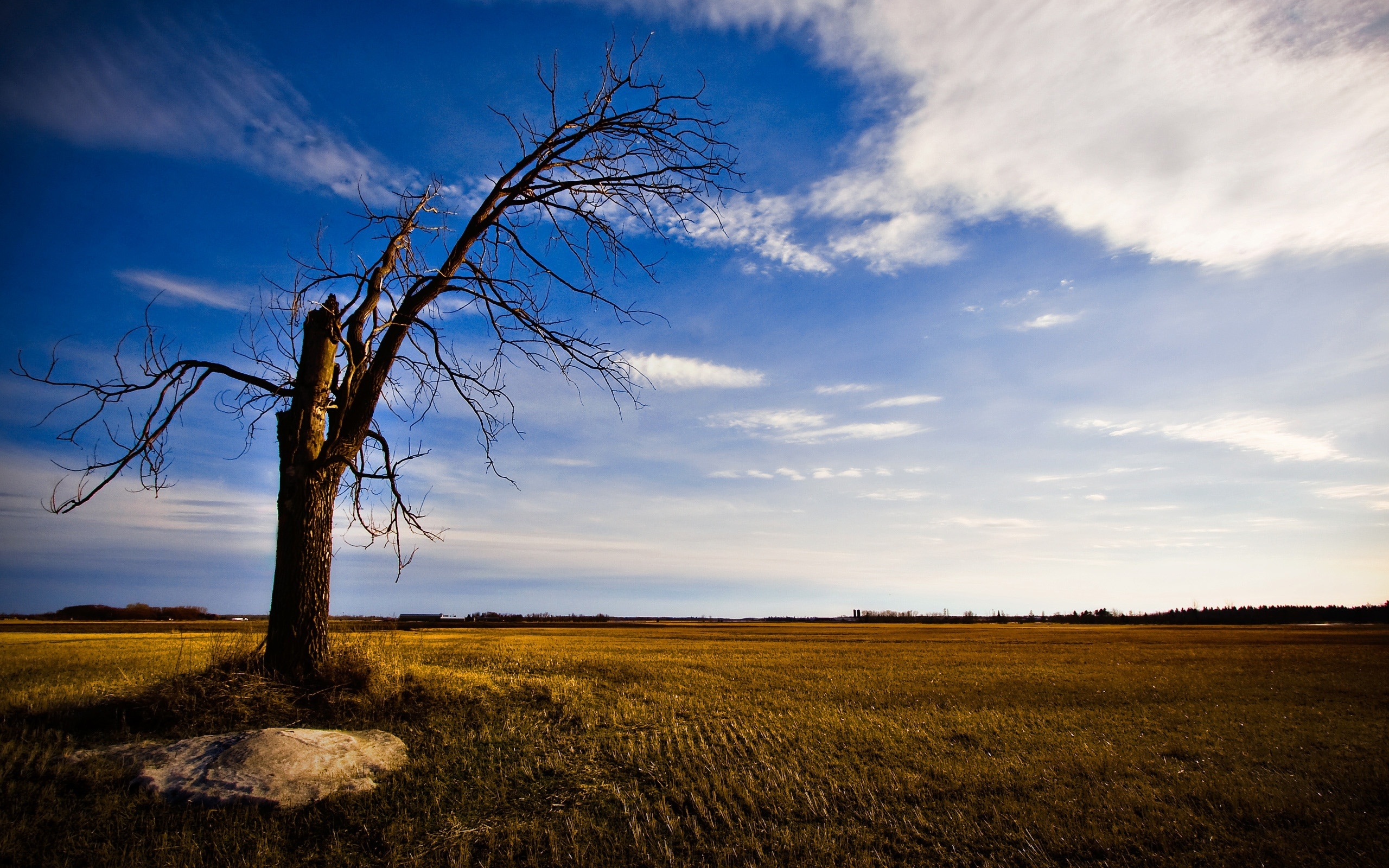 Old and lonely tree for 2560 x 1600 widescreen resolution