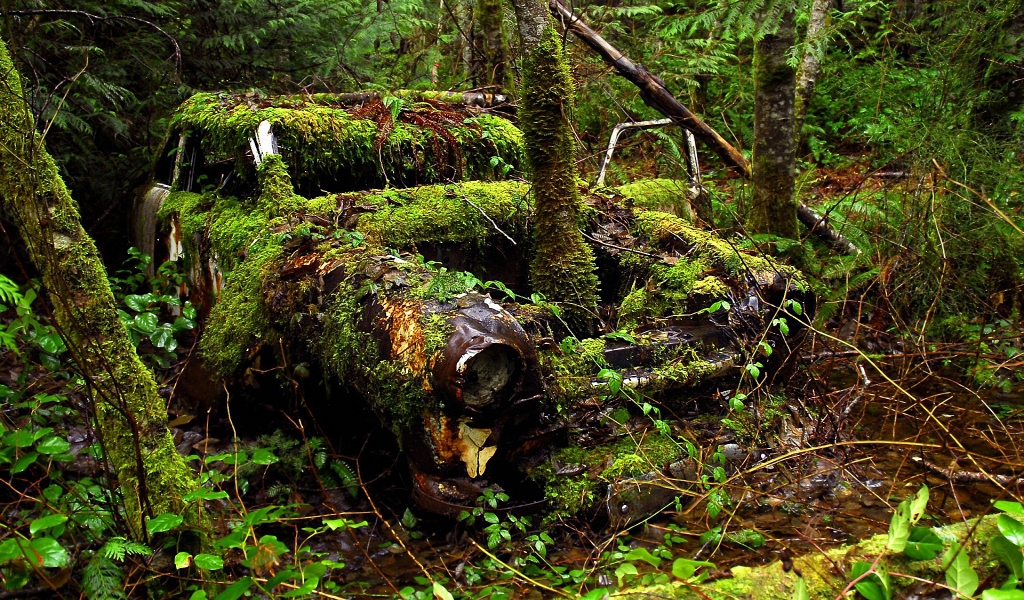 Old Car and Forest for 1024 x 600 widescreen resolution