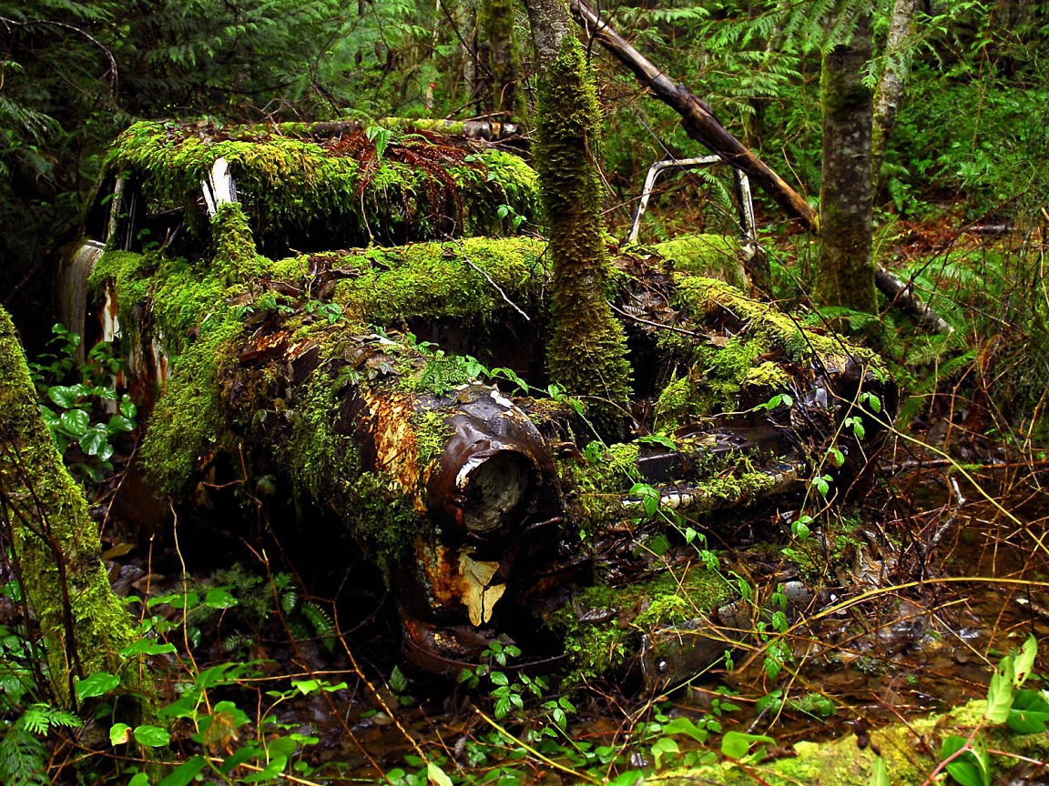 Old Car and Forest for 1152 x 864 resolution
