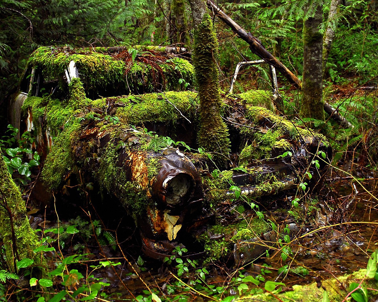 Old Car and Forest for 1280 x 1024 resolution