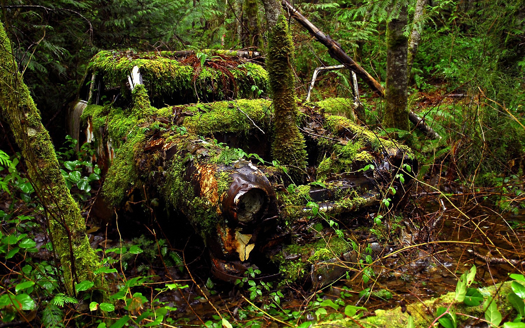 Old Car and Forest for 1680 x 1050 widescreen resolution