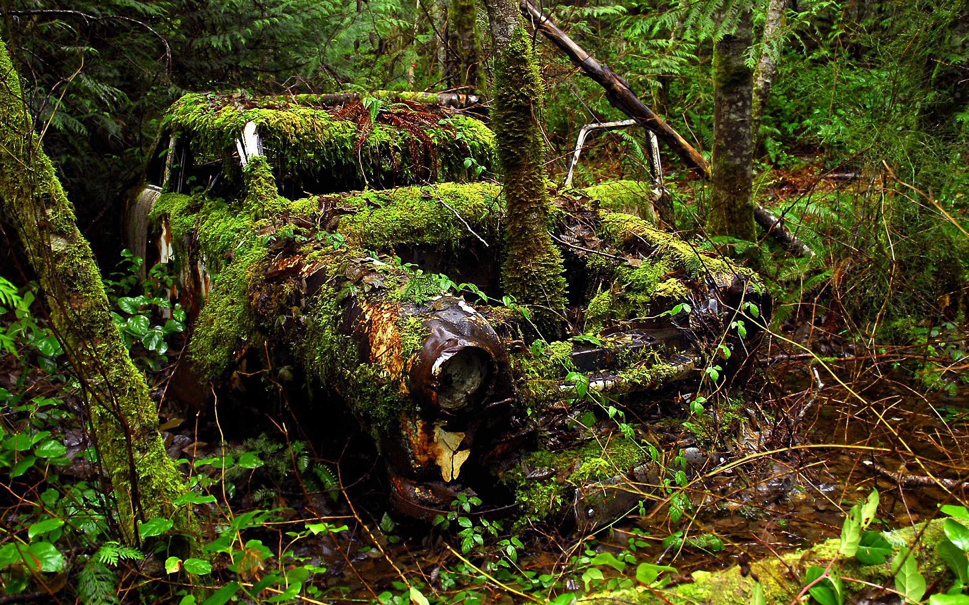 Old Car and Forest for 1920 x 1200 widescreen resolution