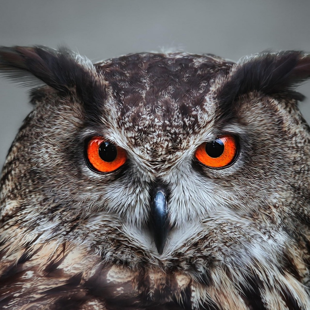 Orange Eyed Owl for 1024 x 1024 iPad resolution