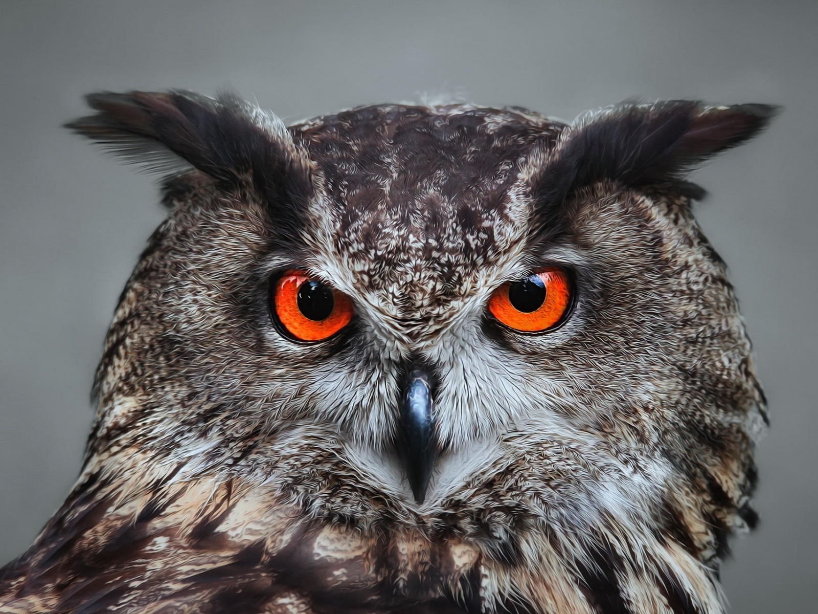 Orange Eyed Owl for 1600 x 1200 resolution