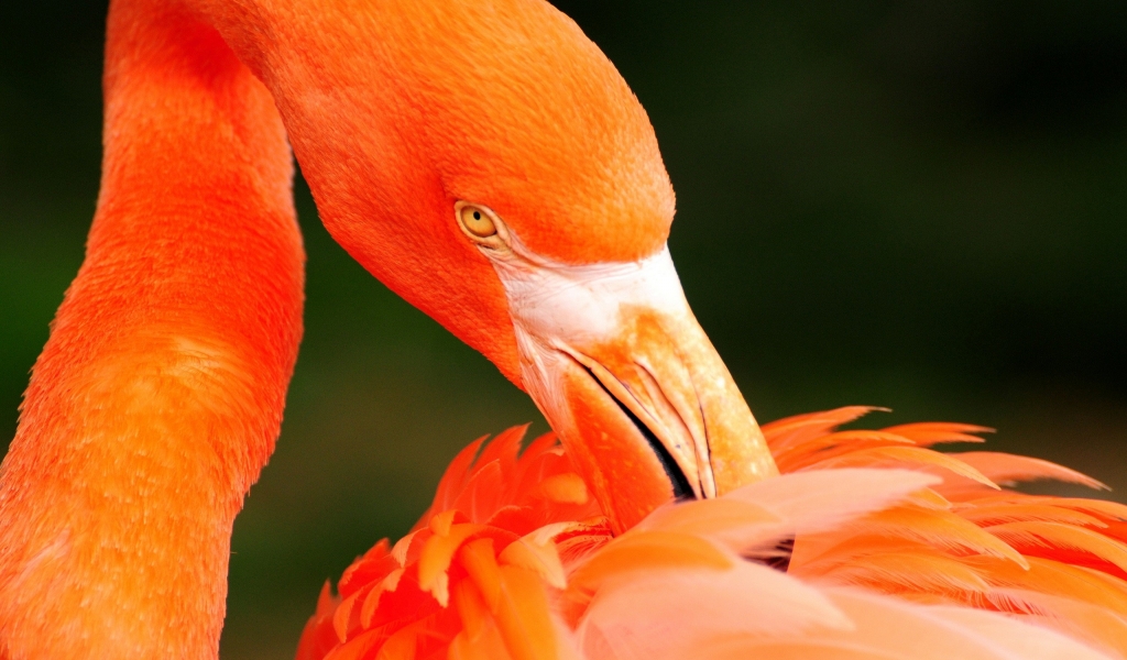 Orange Flamingo for 1024 x 600 widescreen resolution