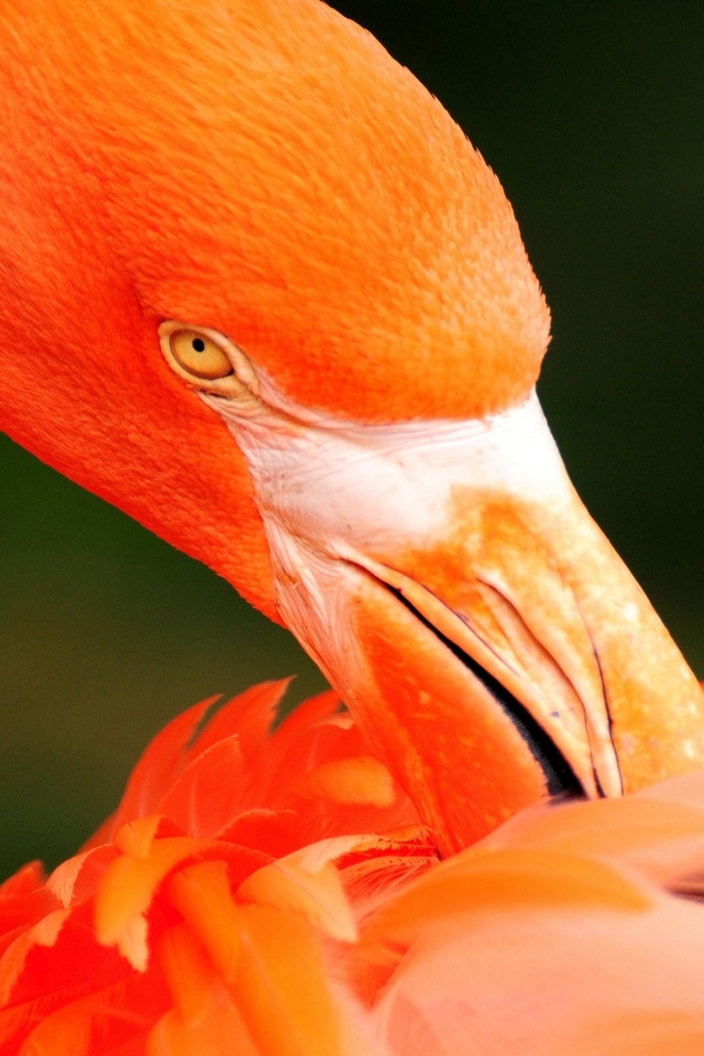 Orange Flamingo for 640 x 960 iPhone 4 resolution