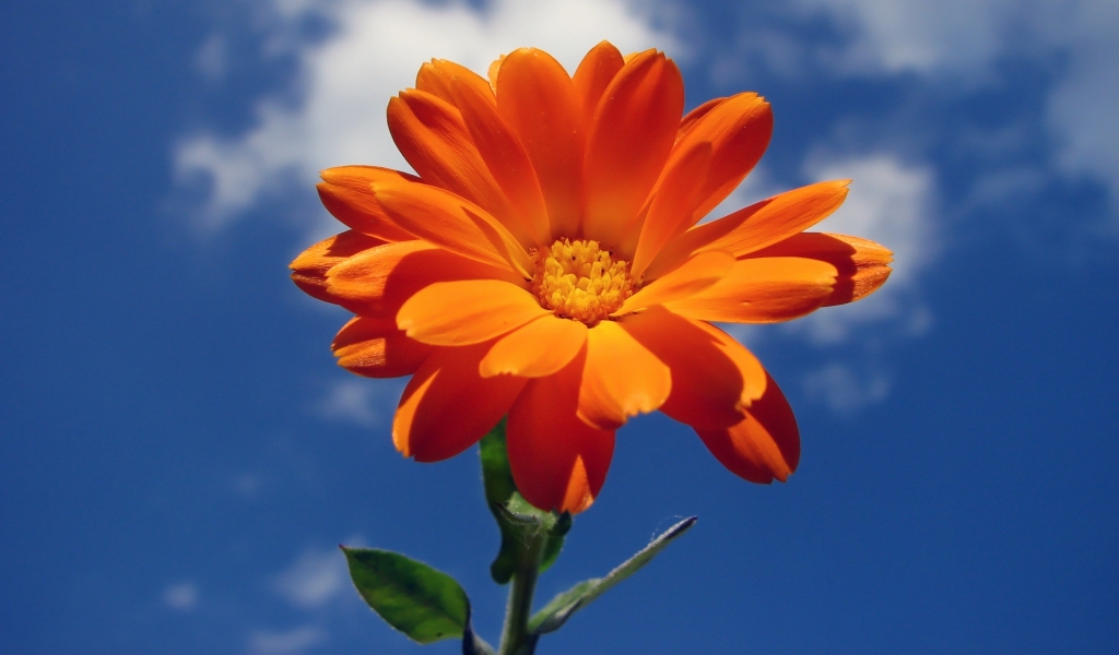 Orange Nice Flower for 1024 x 600 widescreen resolution