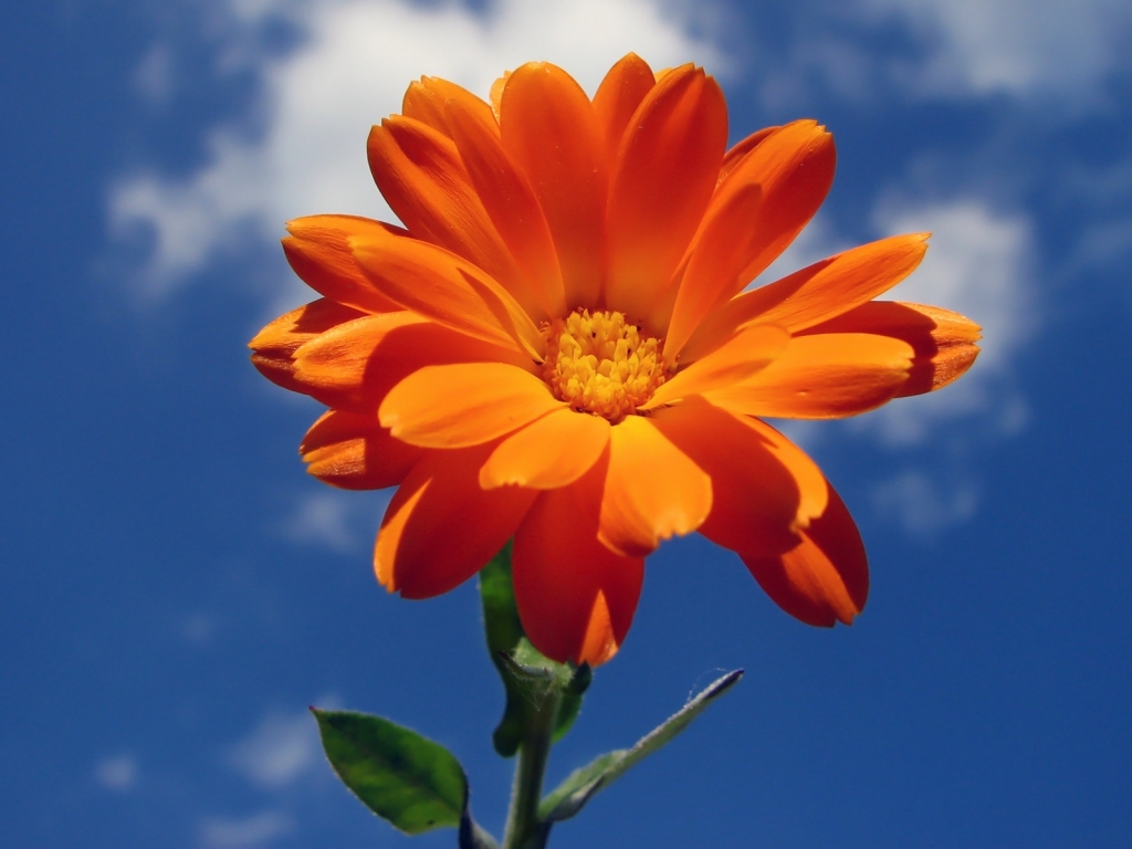 Orange Nice Flower for 1024 x 768 resolution