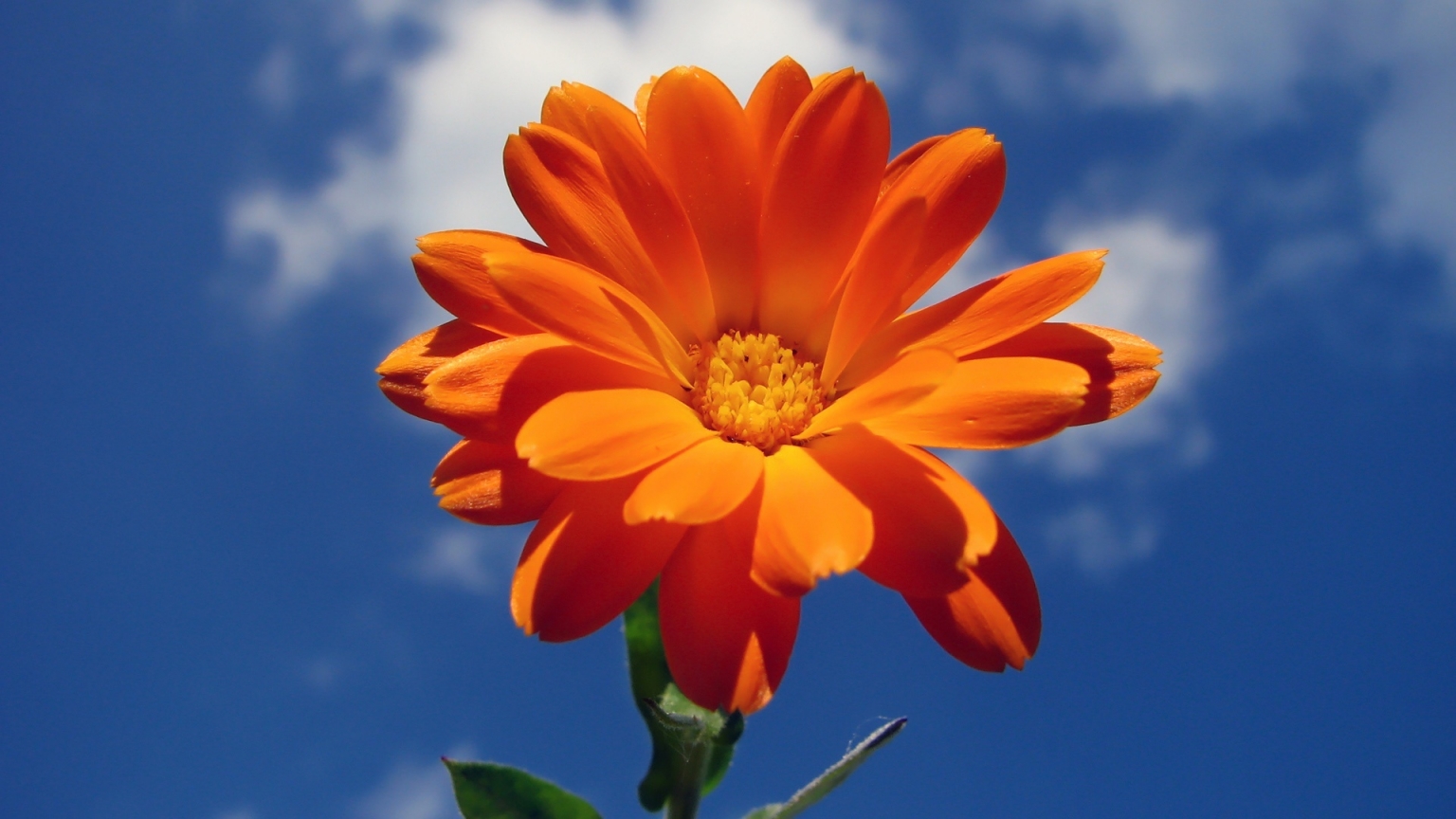 Orange Nice Flower for 1536 x 864 HDTV resolution