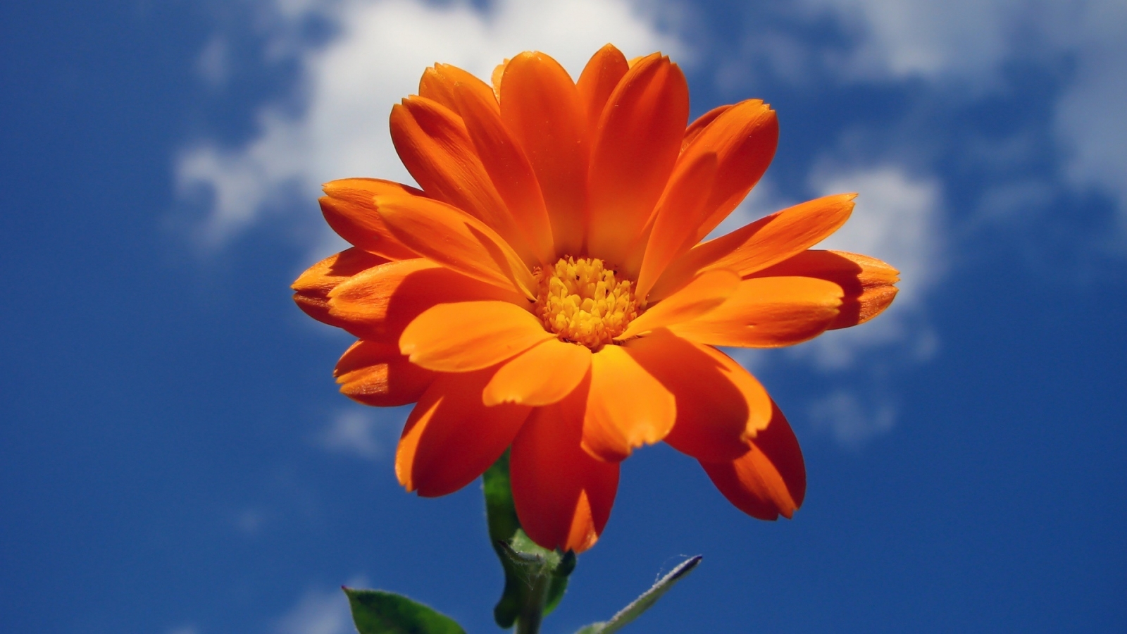 Orange Nice Flower for 1600 x 900 HDTV resolution