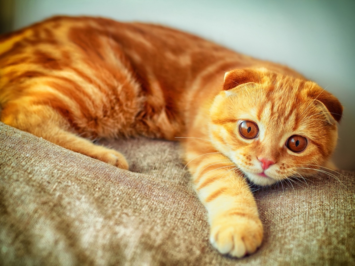 Orange Scottish Fold Cat for 1152 x 864 resolution