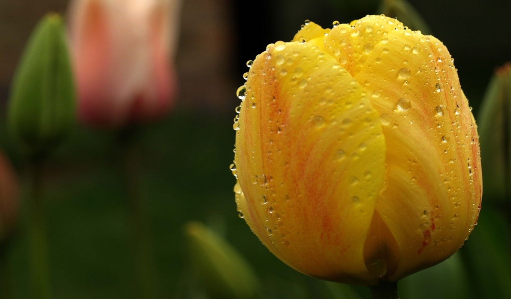 Orange Tulip Close Up for 1024 x 600 widescreen resolution
