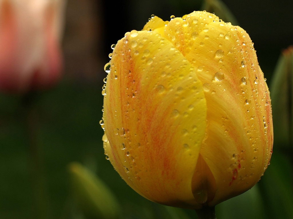 Orange Tulip Close Up for 1024 x 768 resolution