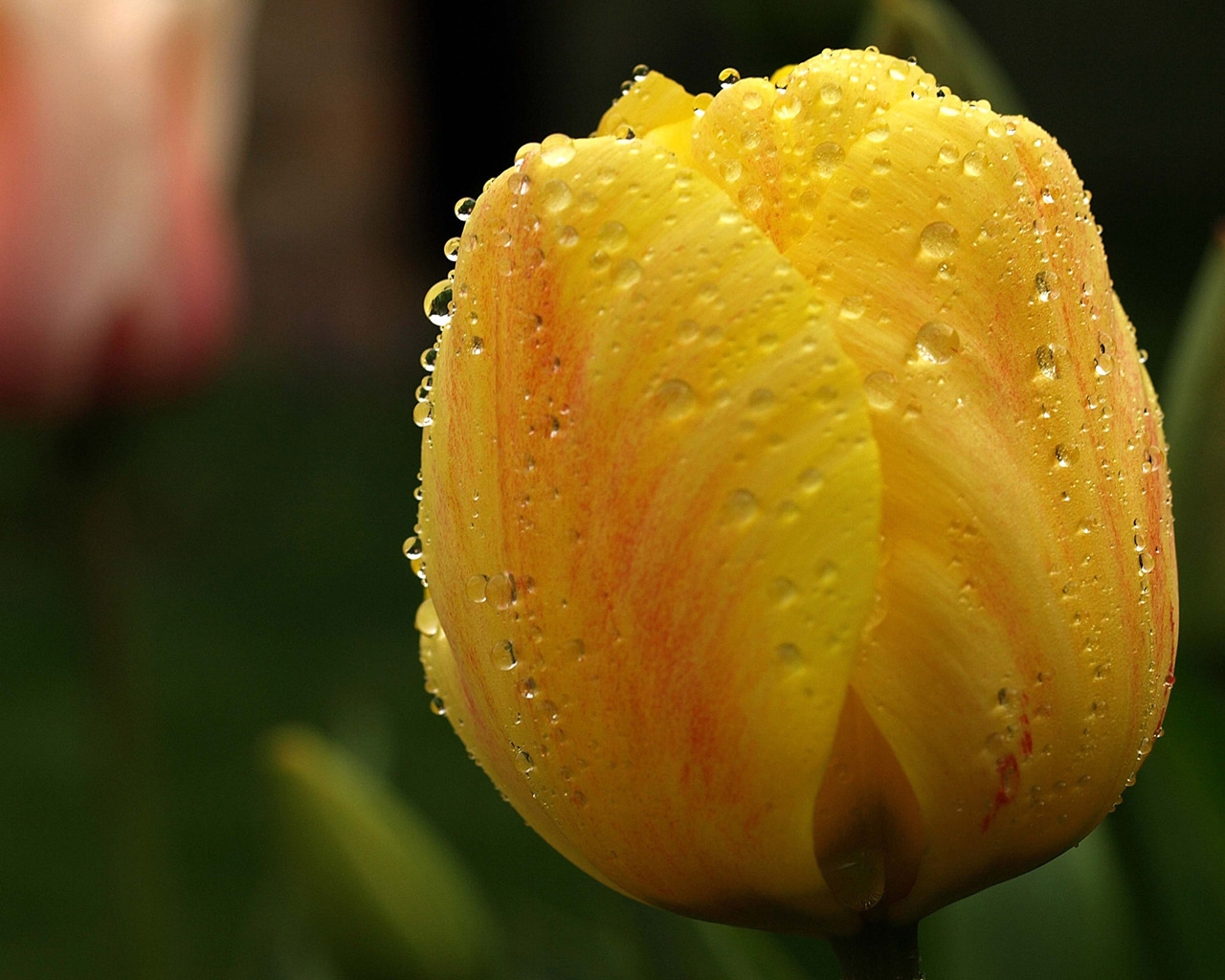 Orange Tulip Close Up for 1280 x 1024 resolution