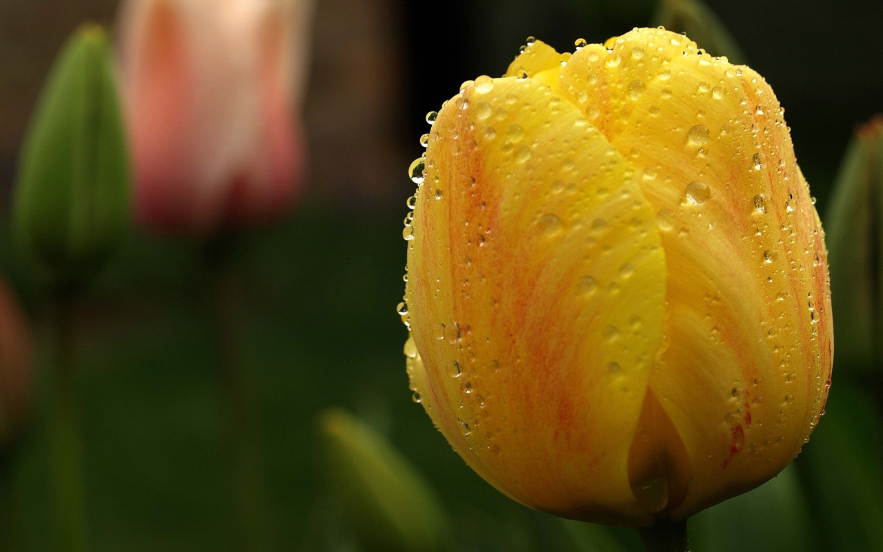 Orange Tulip Close Up for 1280 x 800 widescreen resolution