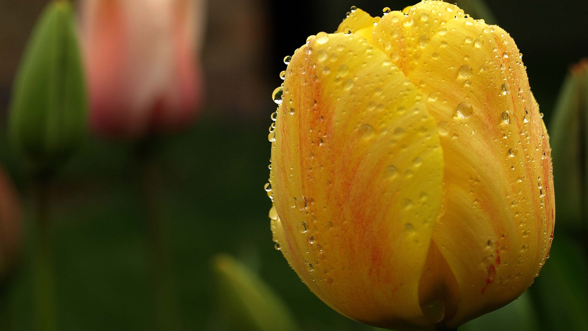 Orange Tulip Close Up for 1920 x 1080 HDTV 1080p resolution