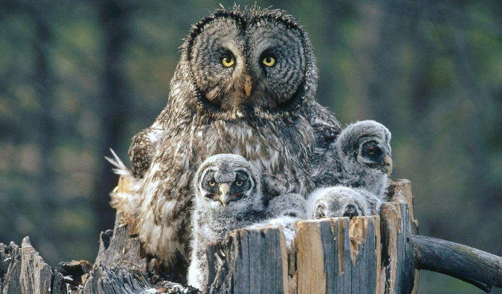 Owl Family Background for 1024 x 600 widescreen resolution