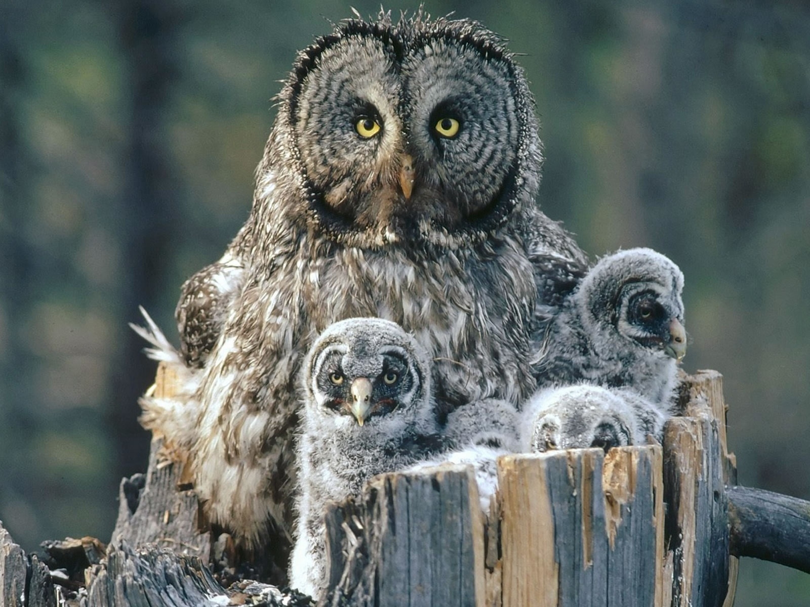 Owl Family Background for 1600 x 1200 resolution