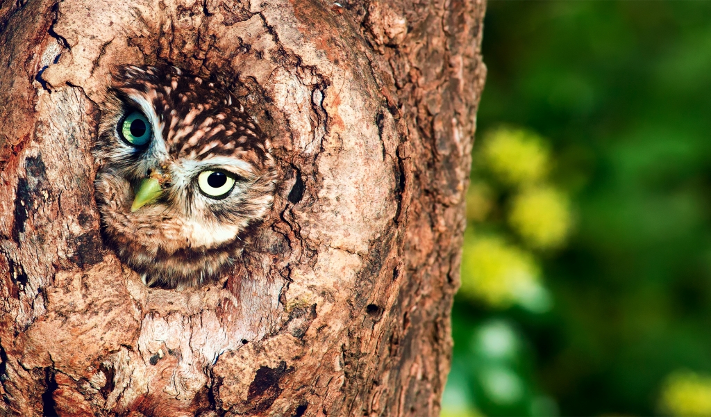 Owl in Tree Hollow  for 1024 x 600 widescreen resolution