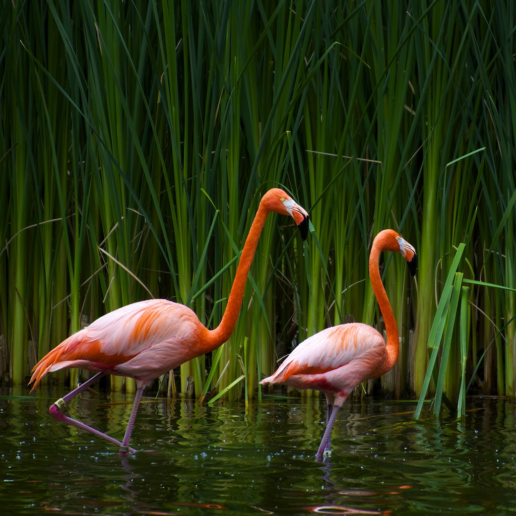 Pair of flamingos for 1024 x 1024 iPad resolution