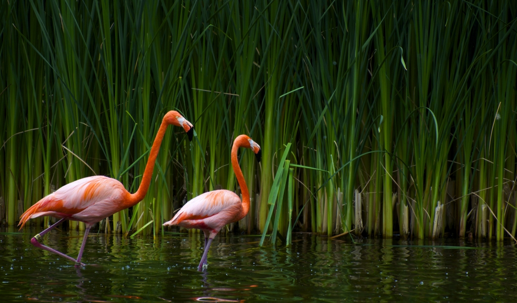 Pair of flamingos for 1024 x 600 widescreen resolution