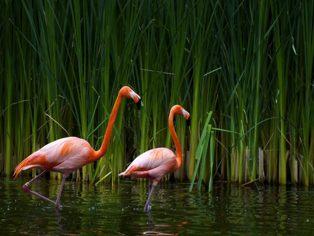 Pair of flamingos for 1024 x 768 resolution
