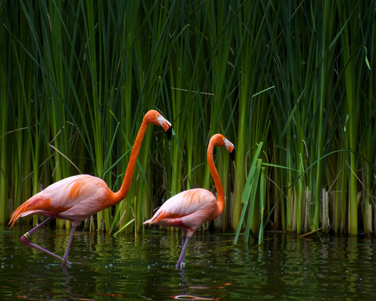 Pair of flamingos for 1280 x 1024 resolution