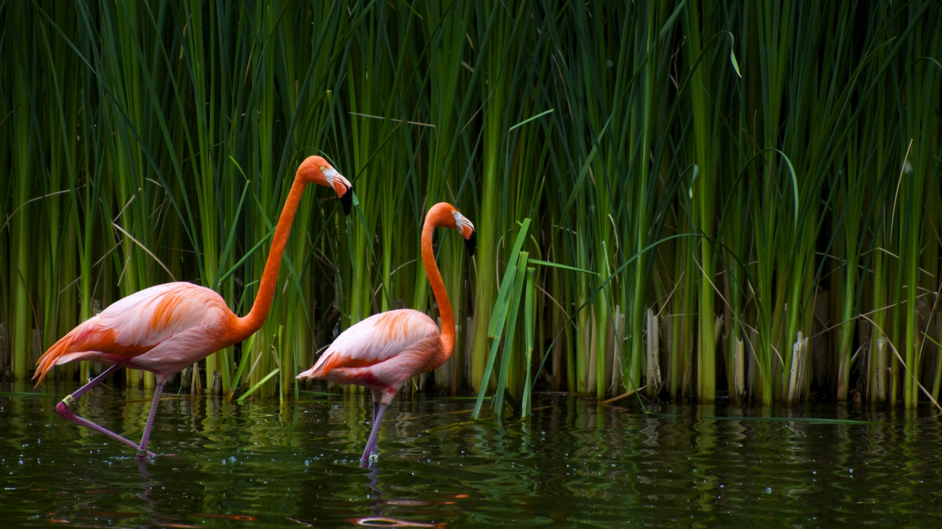 Pair of flamingos for 1366 x 768 HDTV resolution