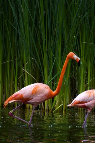 Pair of flamingos for 320 x 480 iPhone resolution
