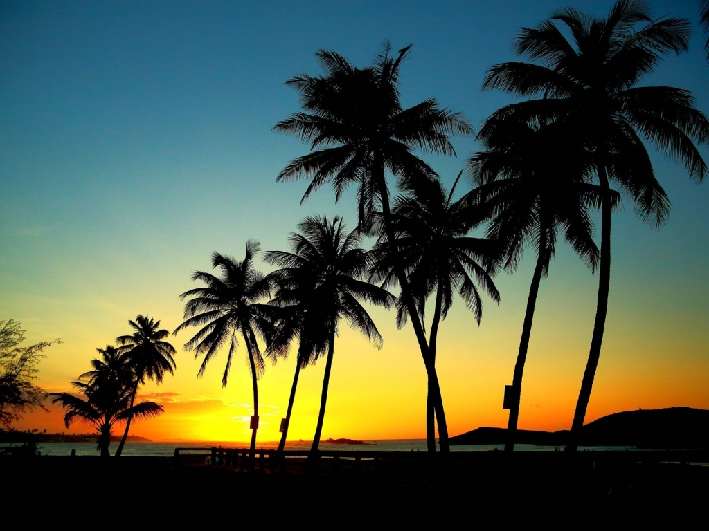 Palm Trees in Sunset for 1024 x 768 resolution