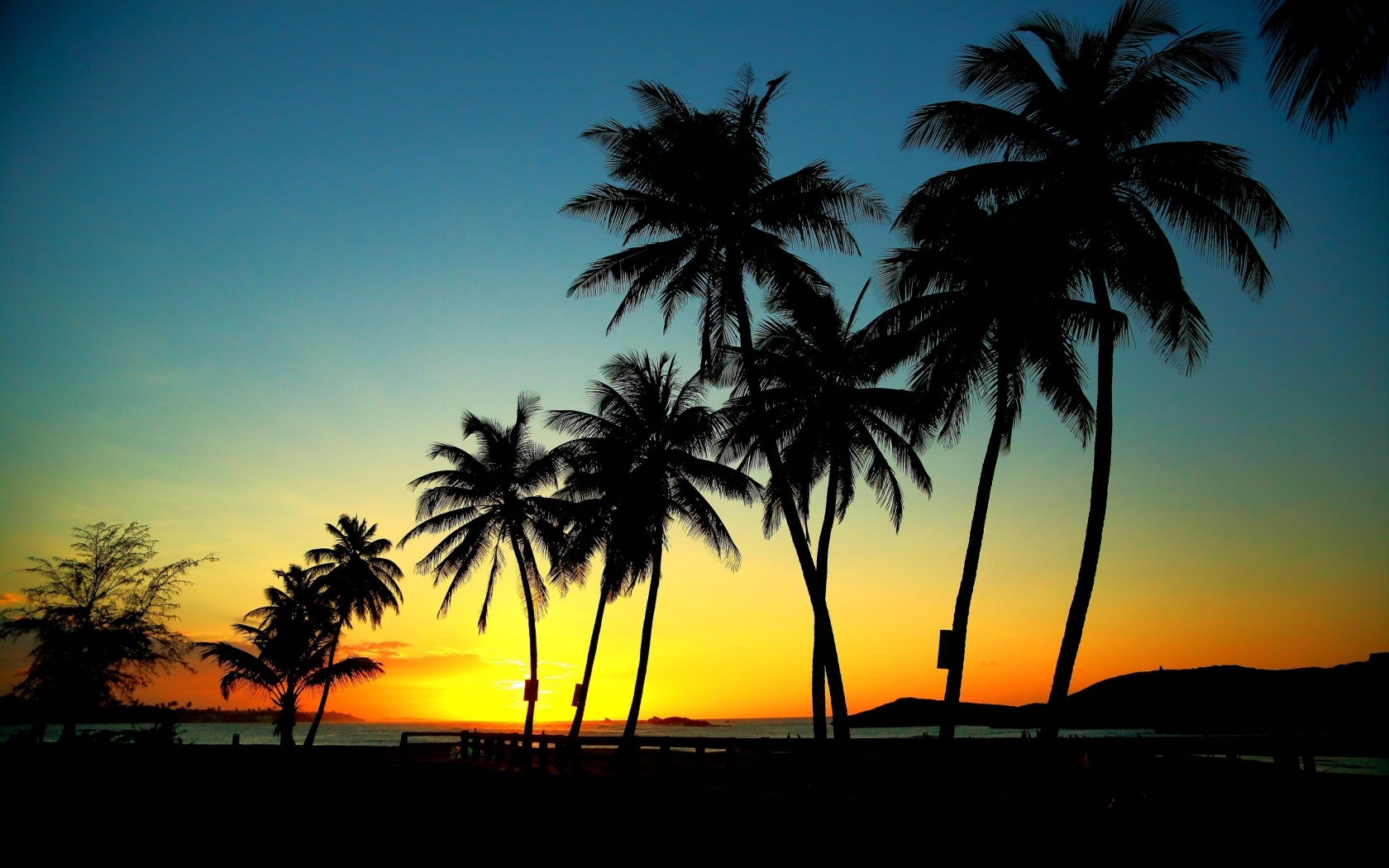Palm Trees in Sunset for 1680 x 1050 widescreen resolution