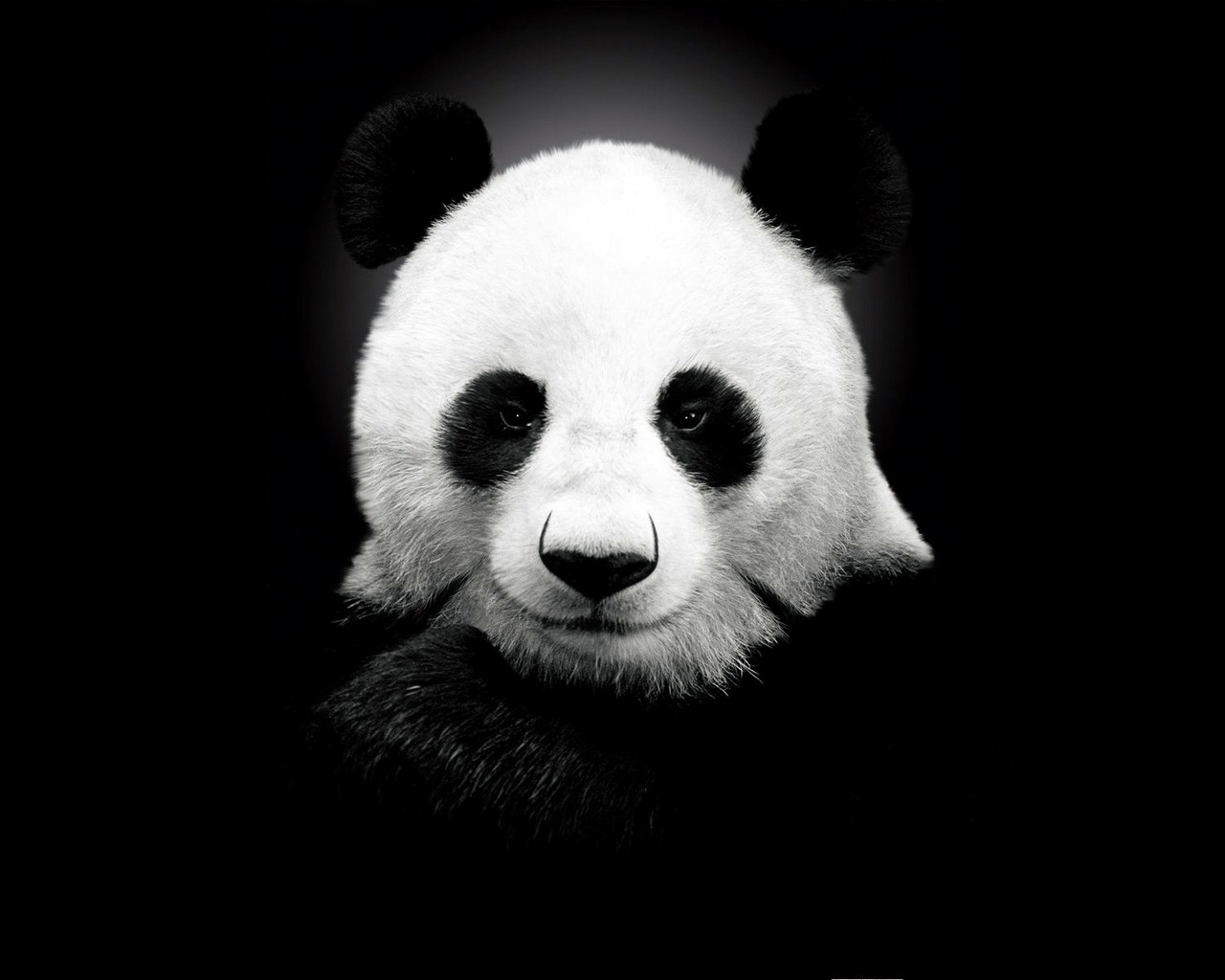 Panda Bear for 1280 x 1024 resolution
