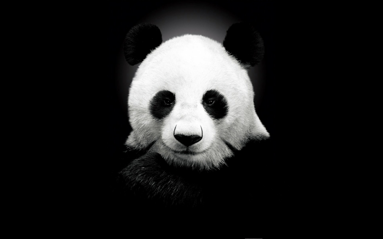 Panda Bear for 1280 x 800 widescreen resolution