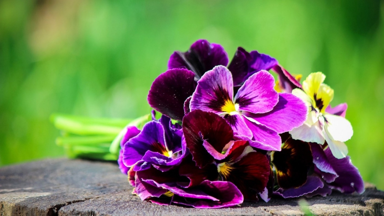 Pansies Bouquet  for 1280 x 720 HDTV 720p resolution