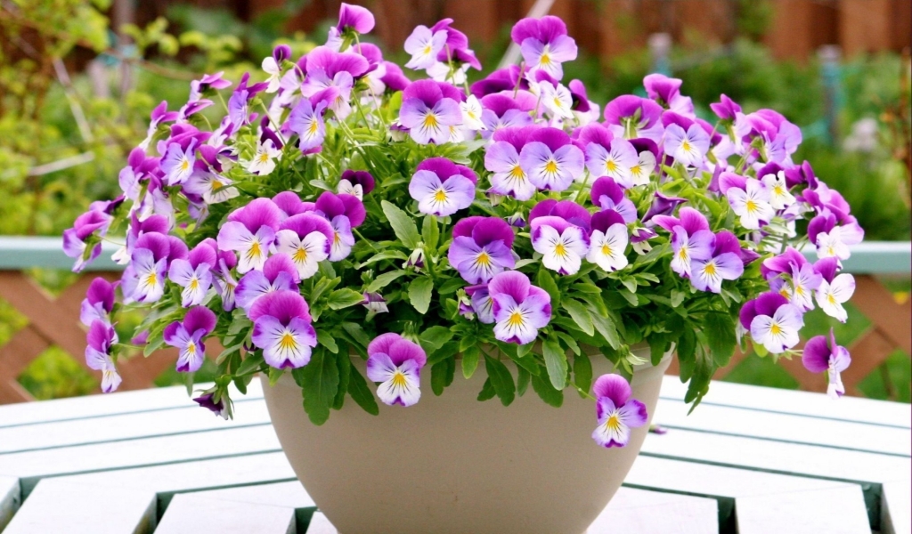Pansies in a Vase  for 1024 x 600 widescreen resolution