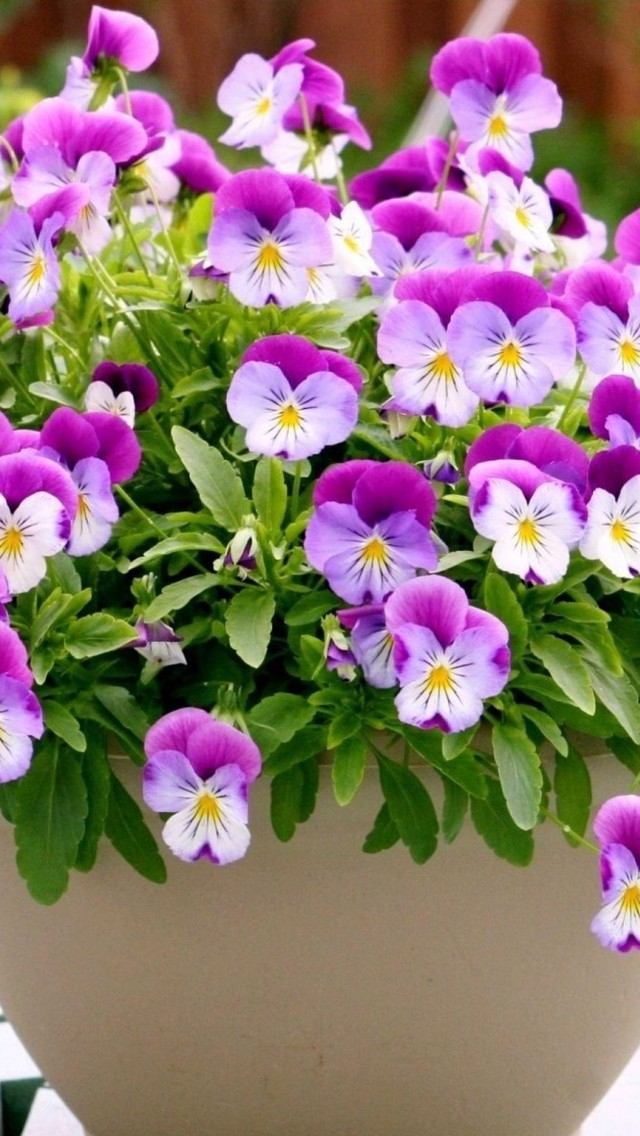 Pansies in a Vase  for 640 x 1136 iPhone 5 resolution