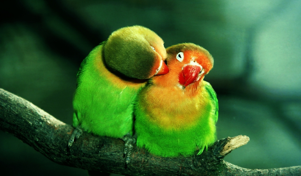 Parrots in Love for 1024 x 600 widescreen resolution
