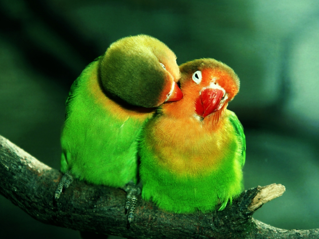Parrots in Love for 1024 x 768 resolution
