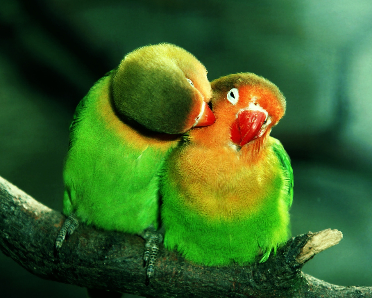 Parrots in Love for 1280 x 1024 resolution