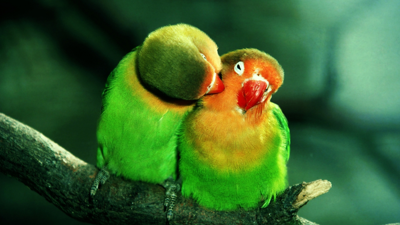 Parrots in Love for 1366 x 768 HDTV resolution